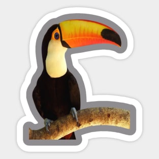 Tucano Sticker